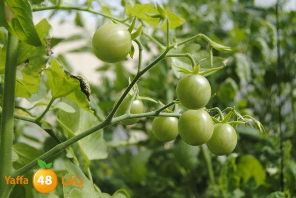 sooqelzahra2lud602 (17).JPG